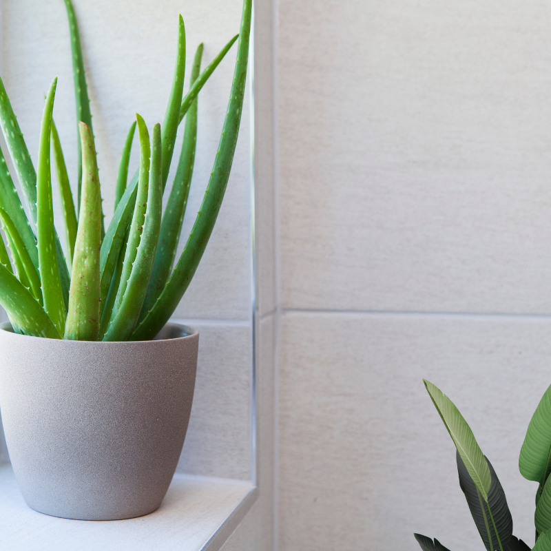 Aloe vera