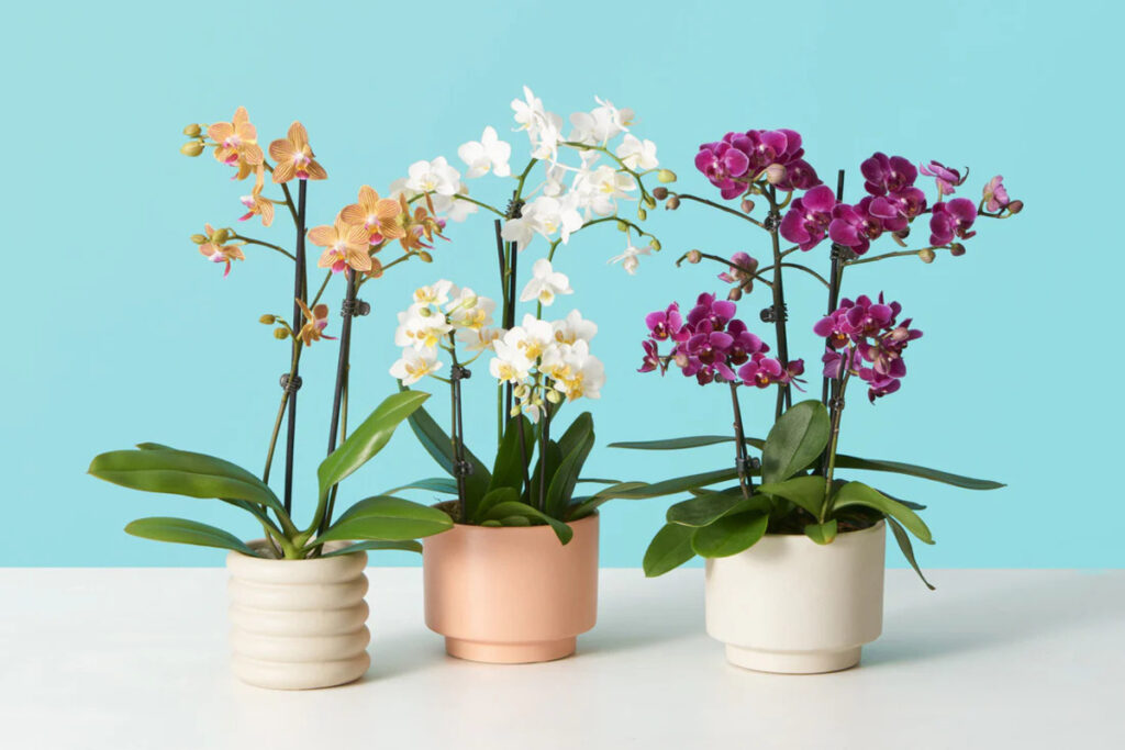 Orchidea Phalaenopsis