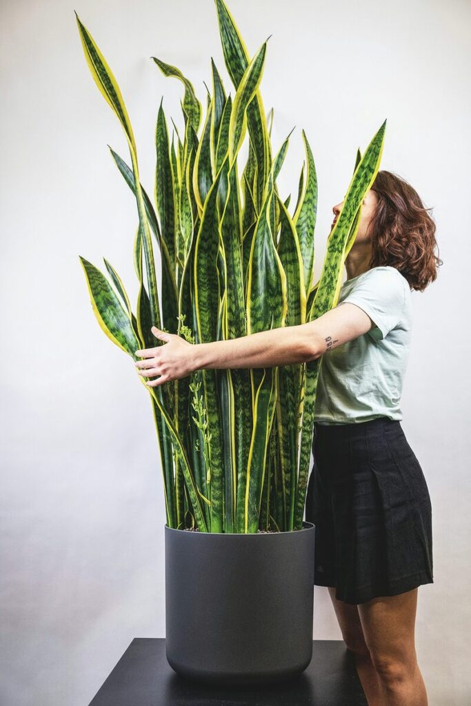 Sansevieria_gigante