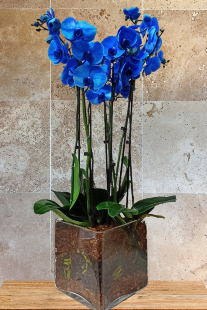 phalaenopsis-blu
