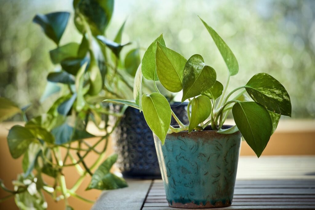 pothos in vaso