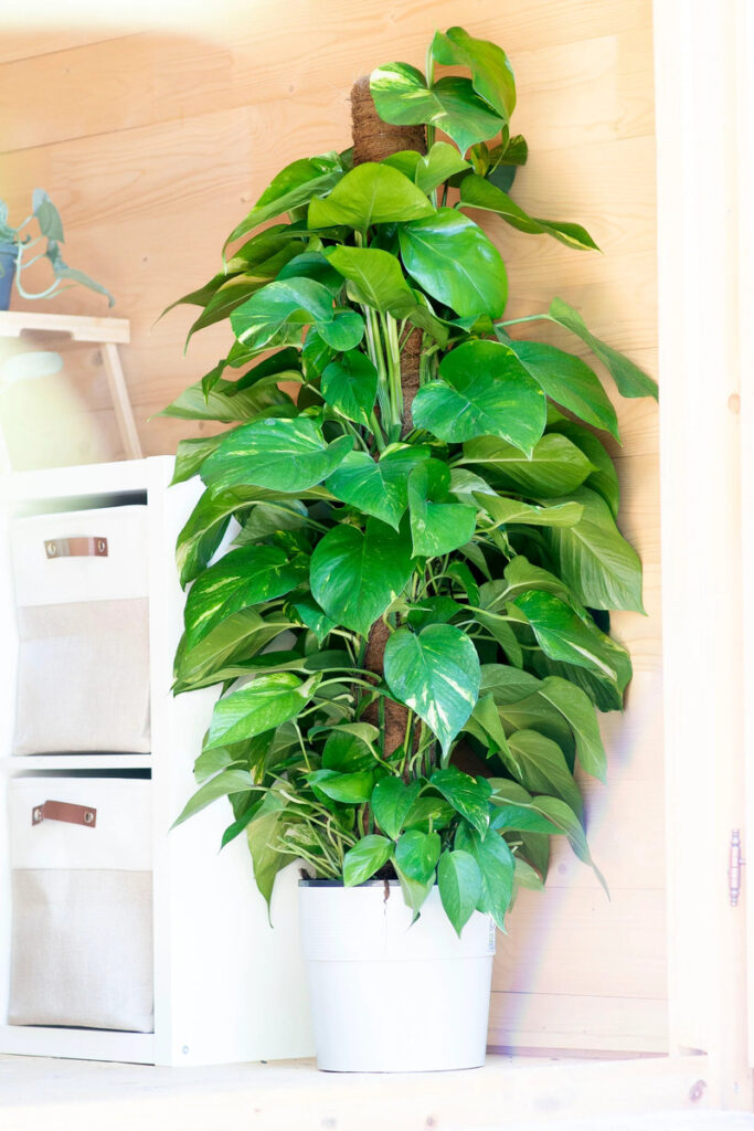 pothos_in_bastone