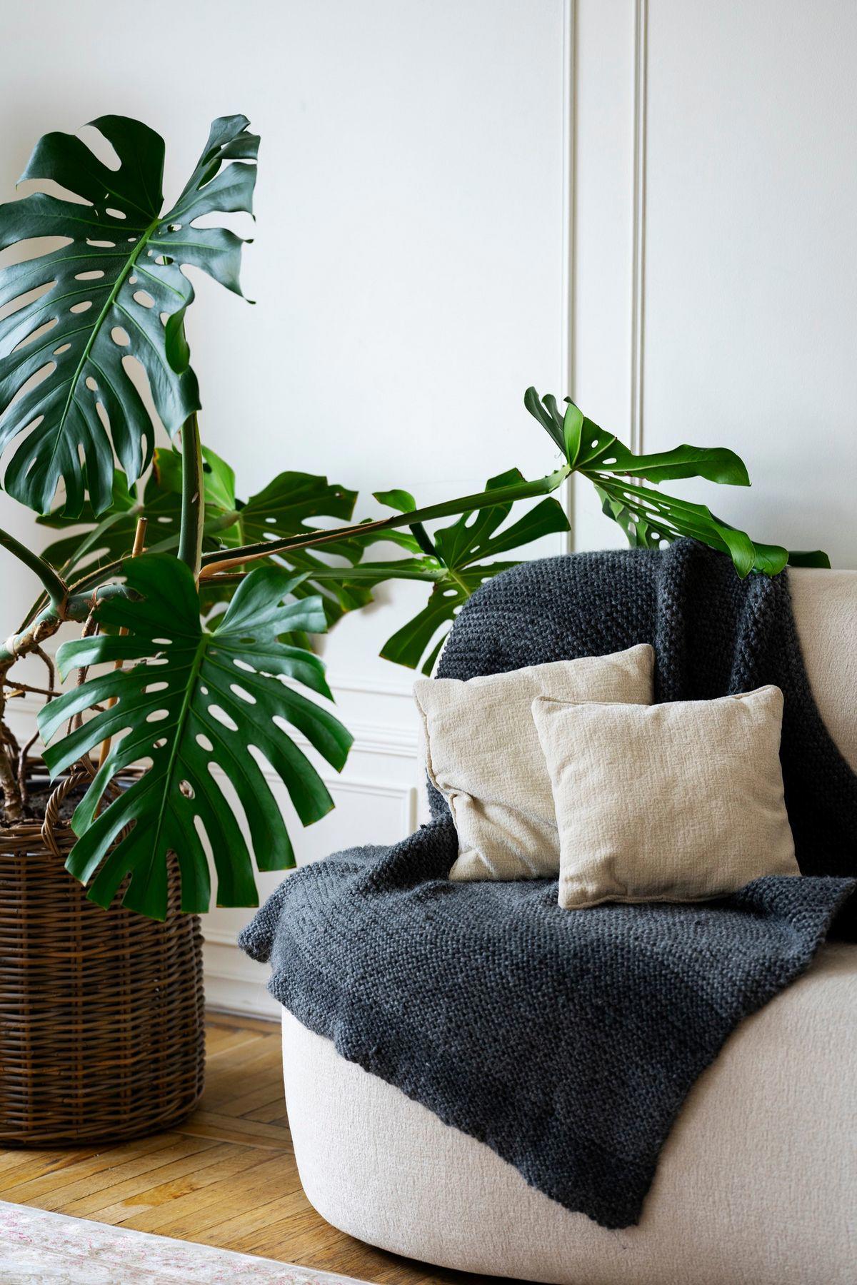 Pianta Monstera